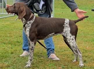 Du chateau d'avesnes - HELINE BEST IN SCHOW ROUEN 2013