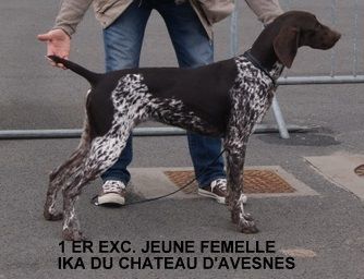 Du chateau d'avesnes - Spéciale de race AMIENS.CACIB