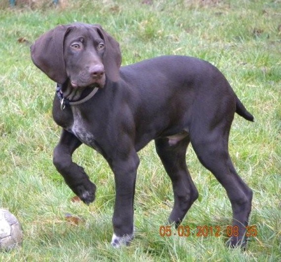 Chiots DUNE x ANTZ
