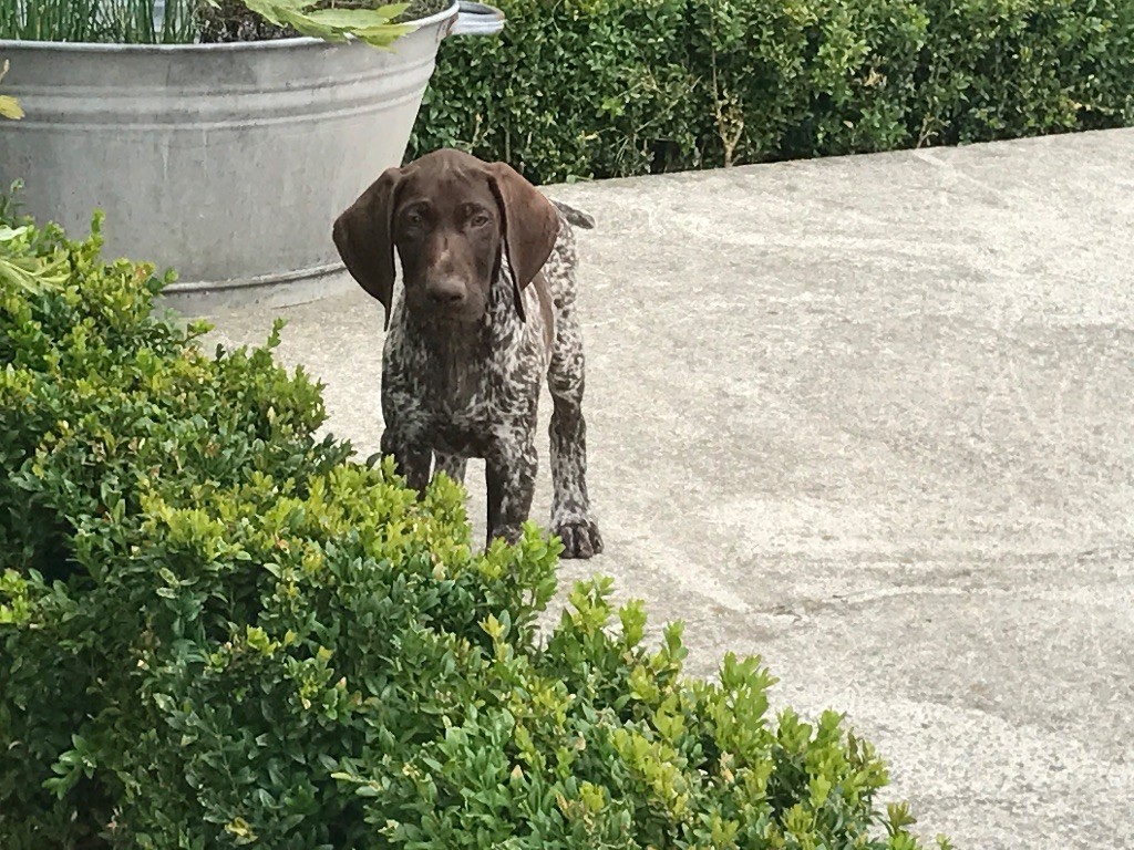 CHIOT
